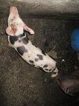 pic_10634.jpg
