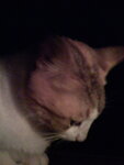 pic_10638.jpg