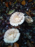 pic_10646.jpg