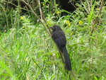 pic_10694.jpg