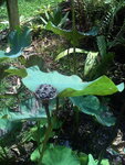 pic_10726.jpg