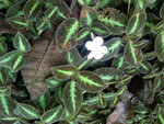 pic_10788.jpg