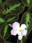 pic_10803.jpg