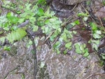 mov_0250.mov