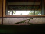 pic_10824.jpg