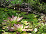 pic_10826.jpg