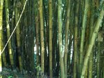 pic_10829.jpg