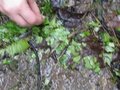pic_10897.jpg