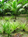pic_10934.jpg