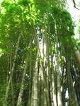 pic_10943.jpg