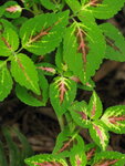 pic_10952.jpg