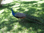 pic_10964.jpg