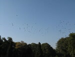 pic_11079.jpg