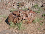 2 Petrified Forest