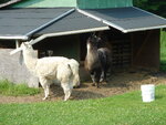 pic_03738.jpg