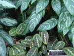 pic_04036.jpg