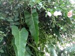 pic_04046.jpg