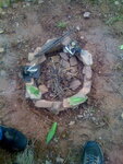 pic_04243.jpg