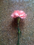 pic_04263.jpg