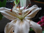 pic_04340.jpg