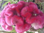 pic_04343.jpg