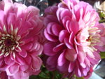 pic_04346.jpg