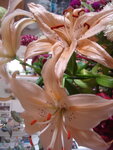 pic_04354.jpg