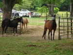 pic_04429.jpg