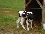 pic_04435.jpg