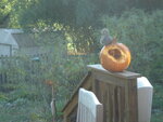 Pumpkin Eating Squirrels