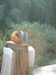pic_04504.jpg