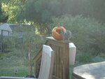 pic_04505.jpg