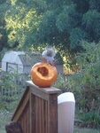 pic_04508.jpg