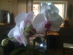pic_04562.jpg