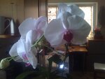 pic_04563.jpg