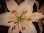 pic_04580.jpg