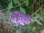 pic_04603.jpg