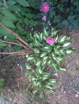 pic_04605.jpg