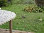 pic_04634.jpg