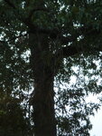 pic_04660.jpg
