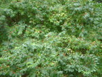 pic_04667.jpg