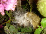 pic_04674.jpg