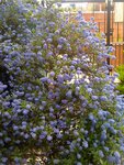 pic_12976.jpg