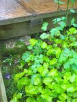 pic_13067.jpg