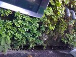 pic_13193.jpg