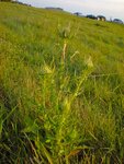 pic_04792.jpg