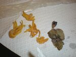 pic_05075.jpg