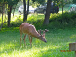 pic_13797.jpg