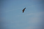 pic_23204.jpg