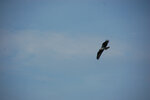 pic_23205.jpg